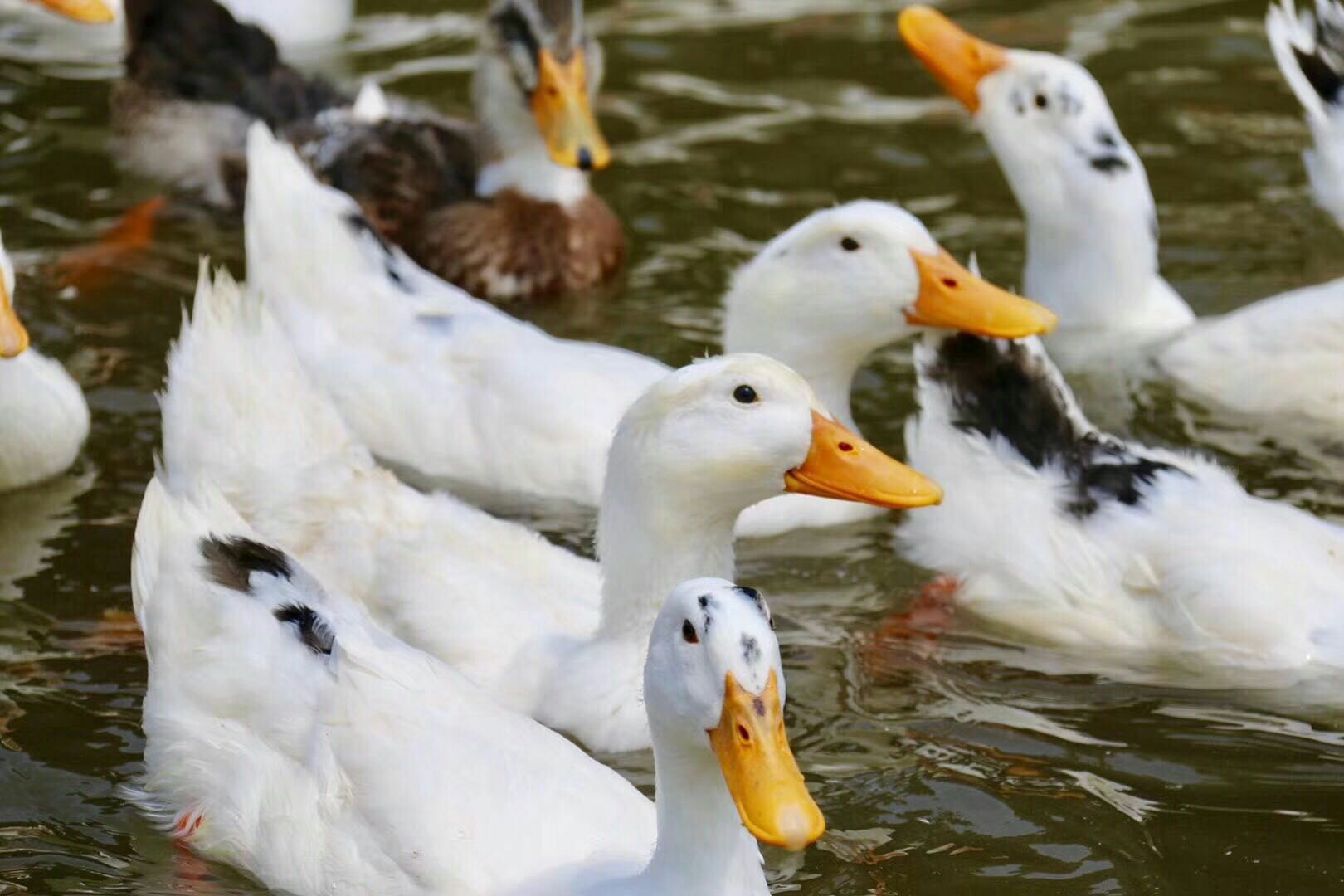 半散养,半圈养,花边鸭