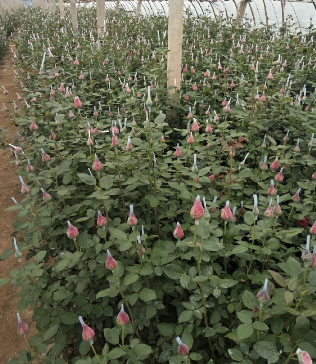 玫瑰花基地批发零售(教师节