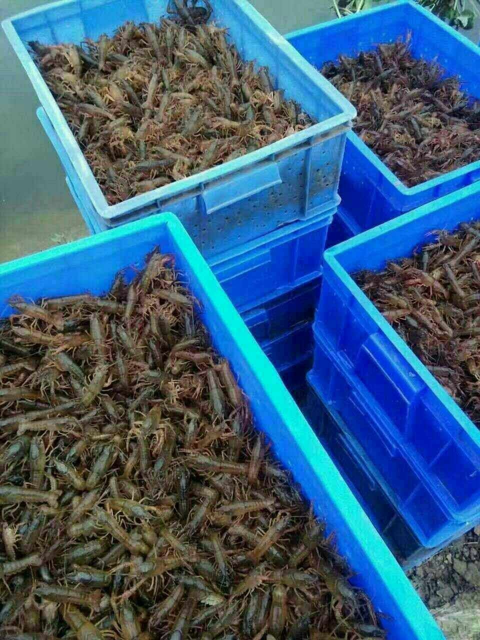 虾苗