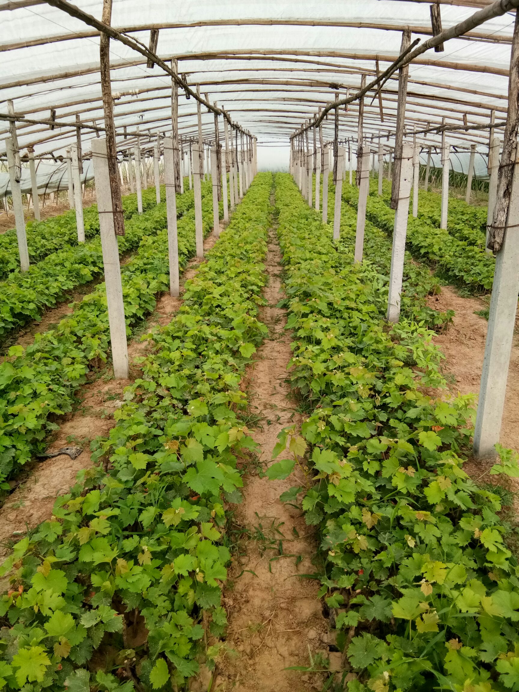 商品详情 营养杯夏黑葡萄苗,根系发达,白根多.现在种植容易成活.