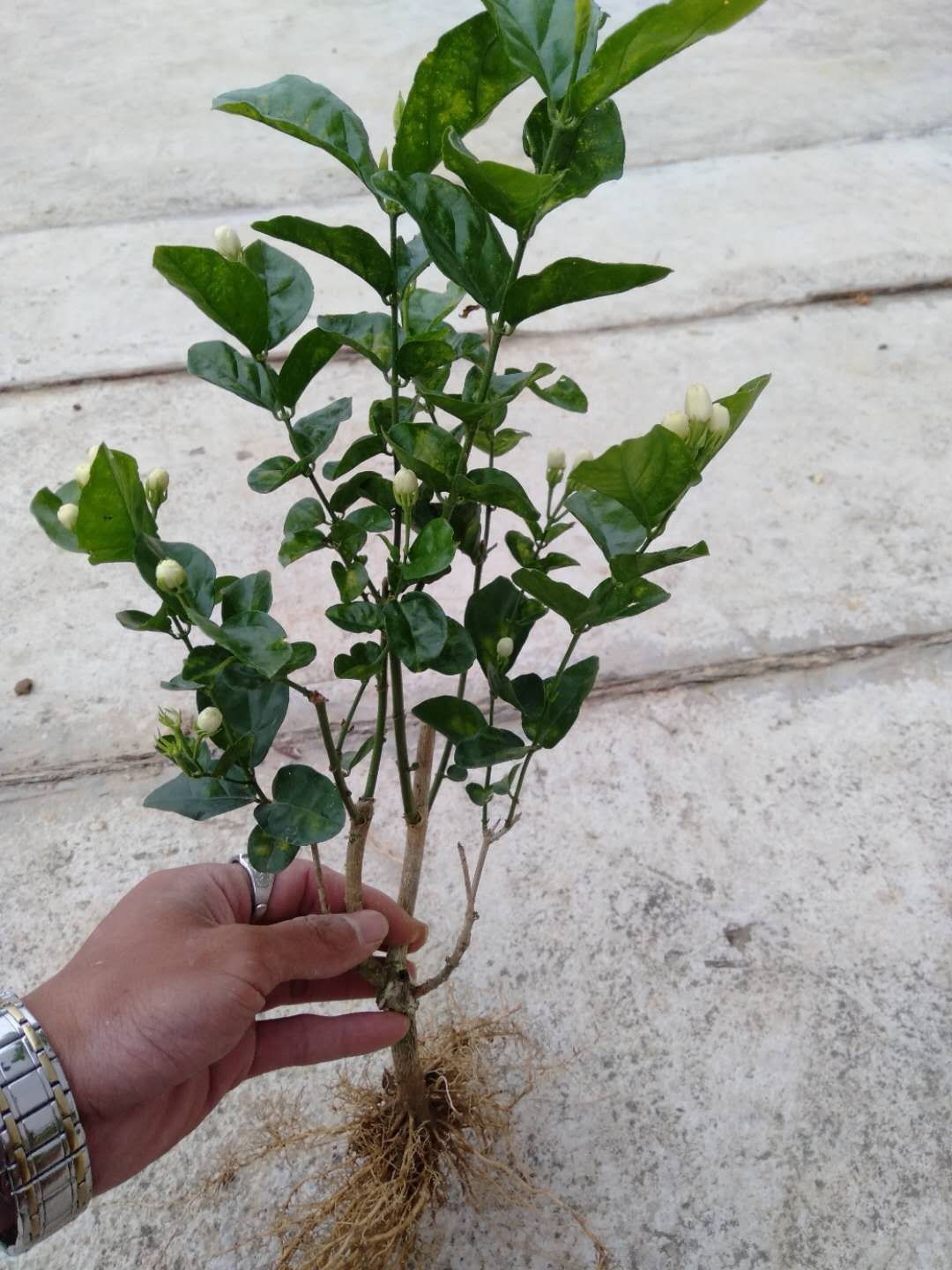 [茉莉花苗批发] 茉莉花苗价格0.8元/棵 - 惠农网