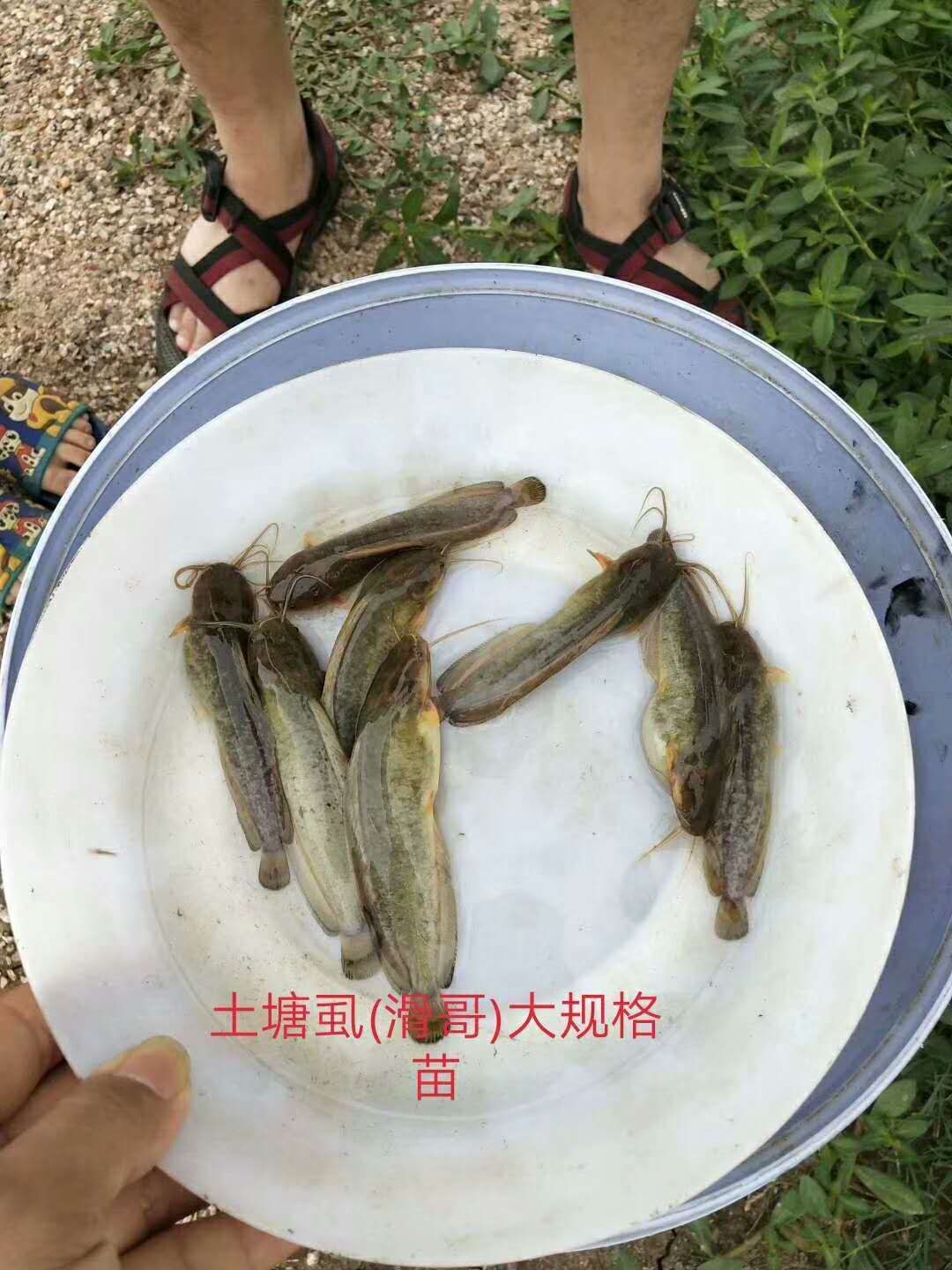 三黄塘虱鱼苗 土塘虱