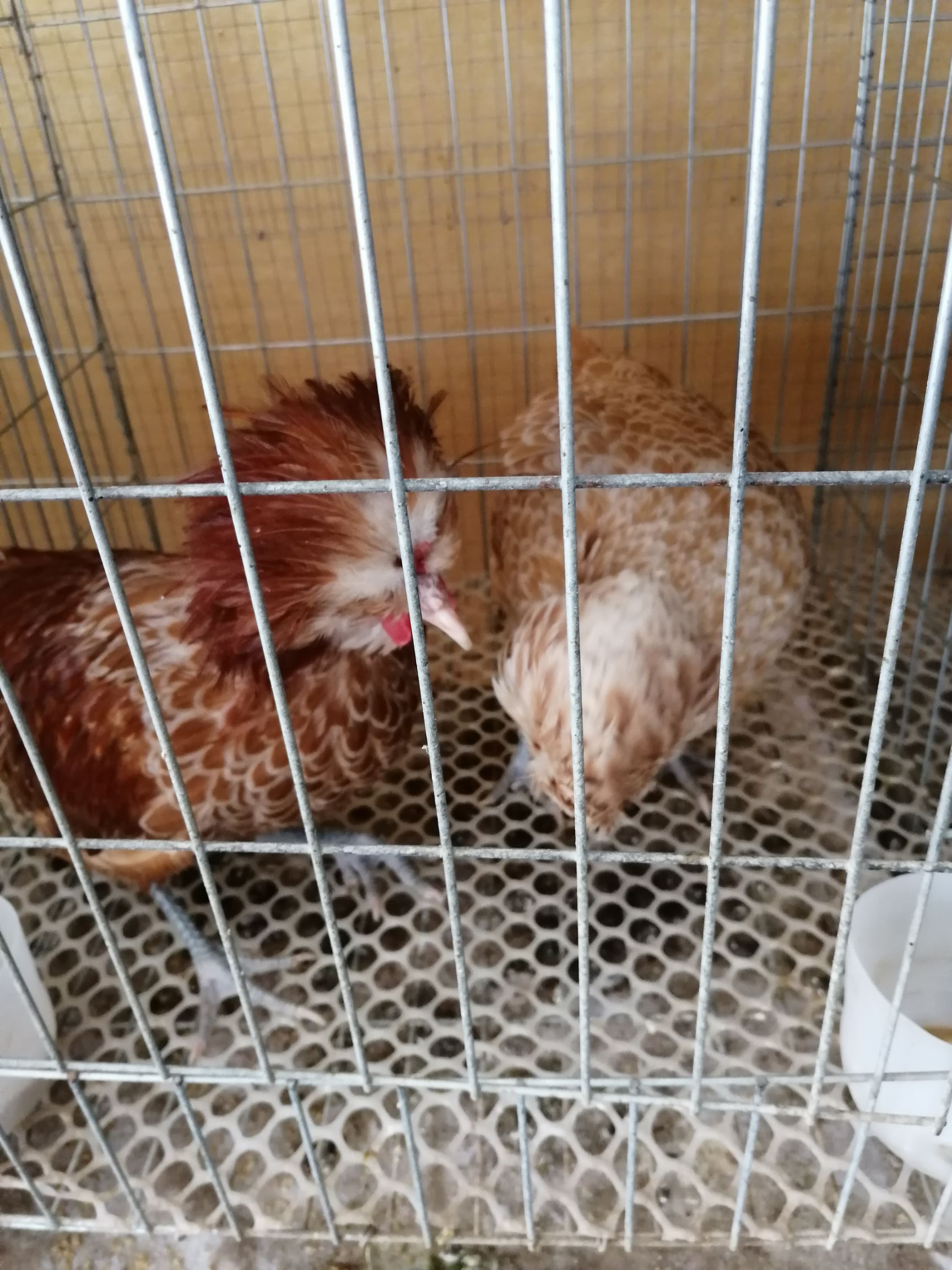 观赏性宠物鸡波兰鸡