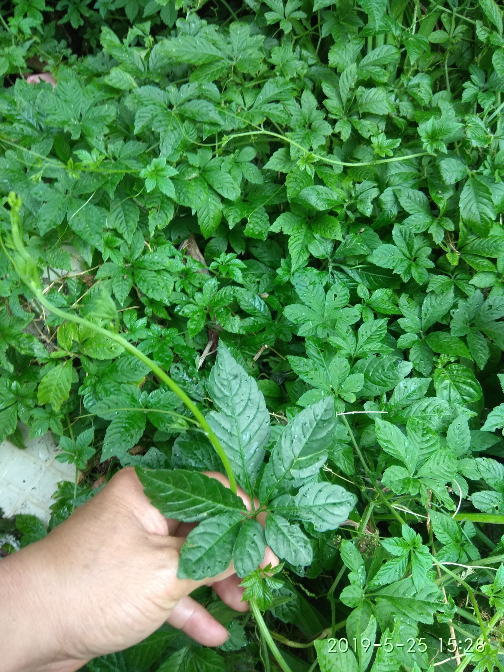 中草药-*生七叶绞股蓝茶