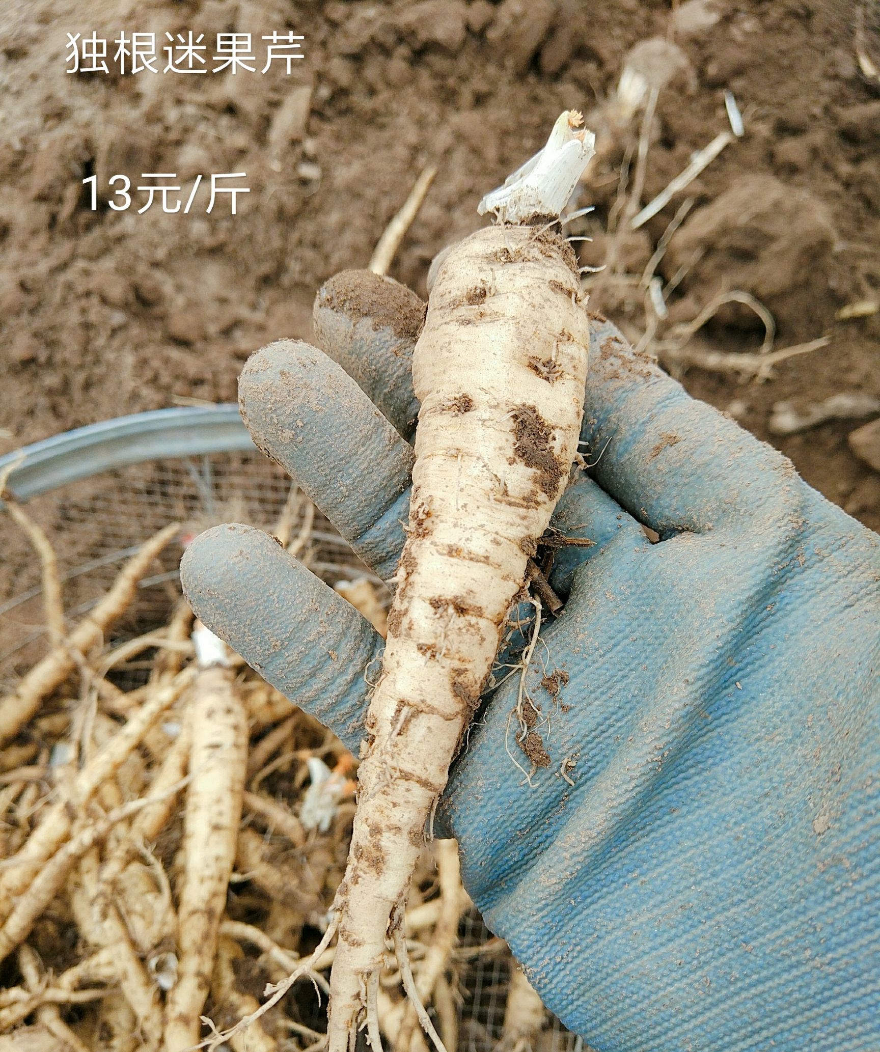 胡萝卜 野生胡萝卜 迷果芹 人参胡萝卜