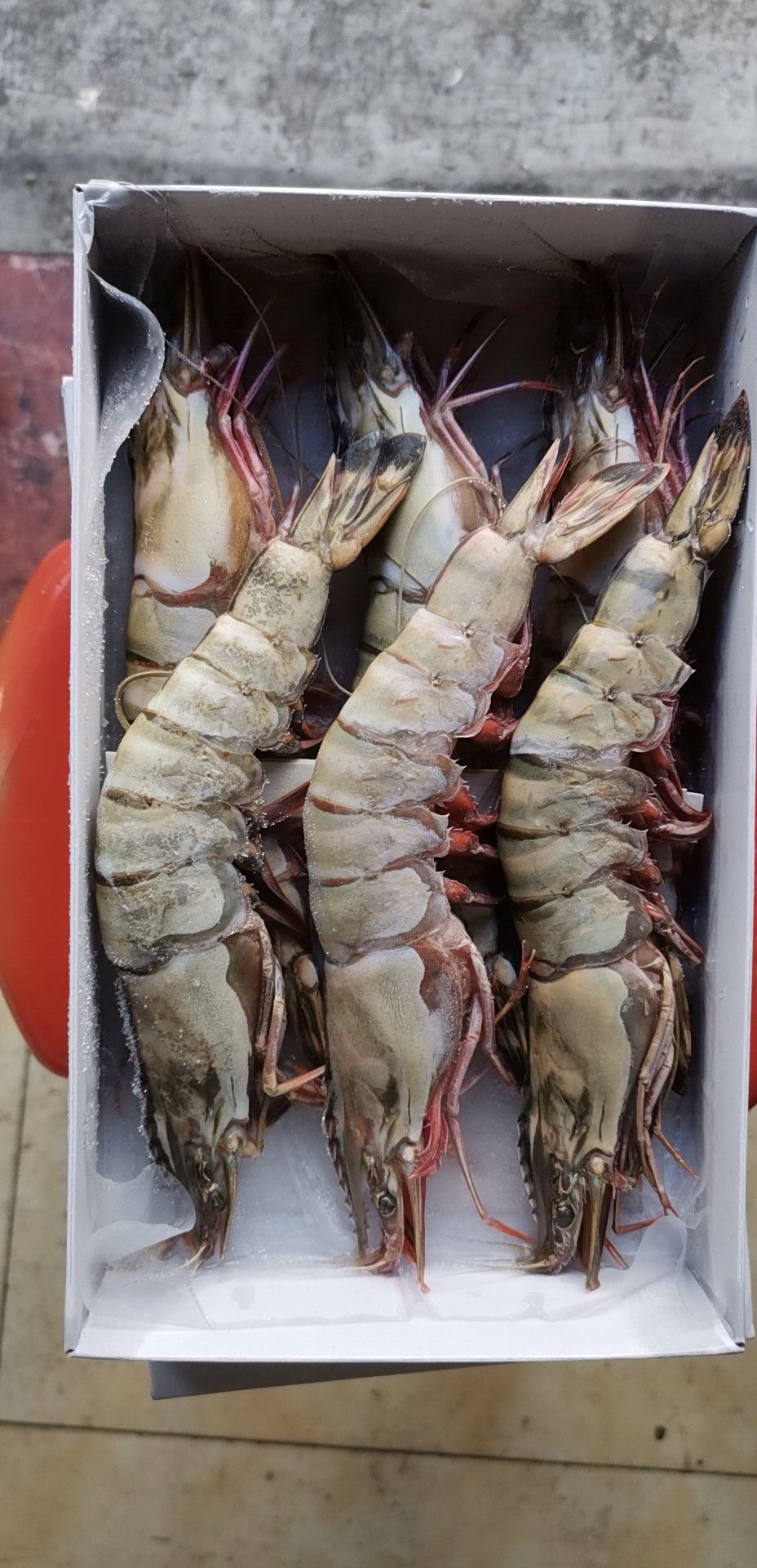 [冻海虾批发]冻海虾 天然大海虾，老虎虾，大鬼虾价格100元\/斤 1斤起批