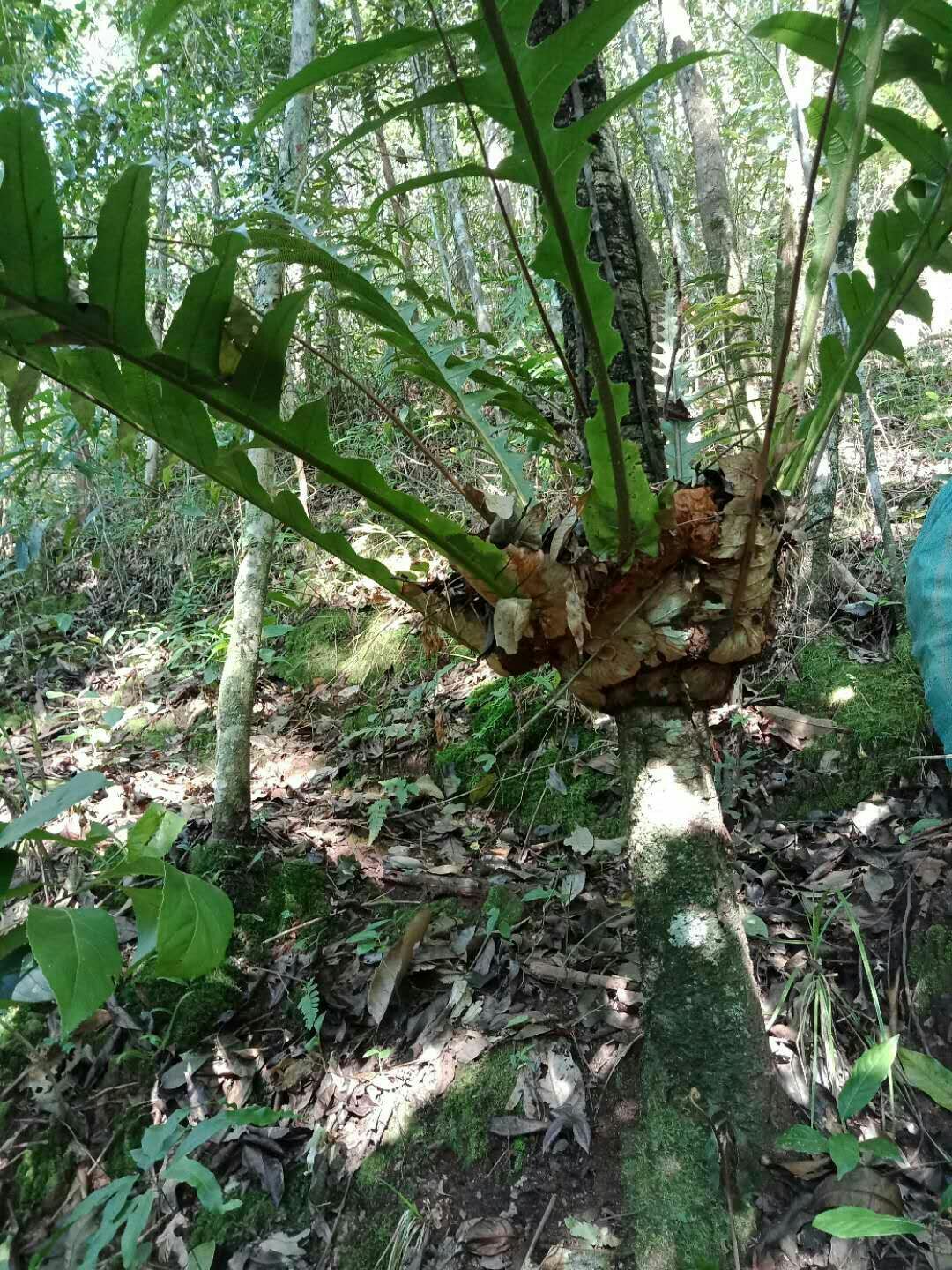 深山骨碎补新鲜中药材现挖毛姜爬岩姜石岩姜