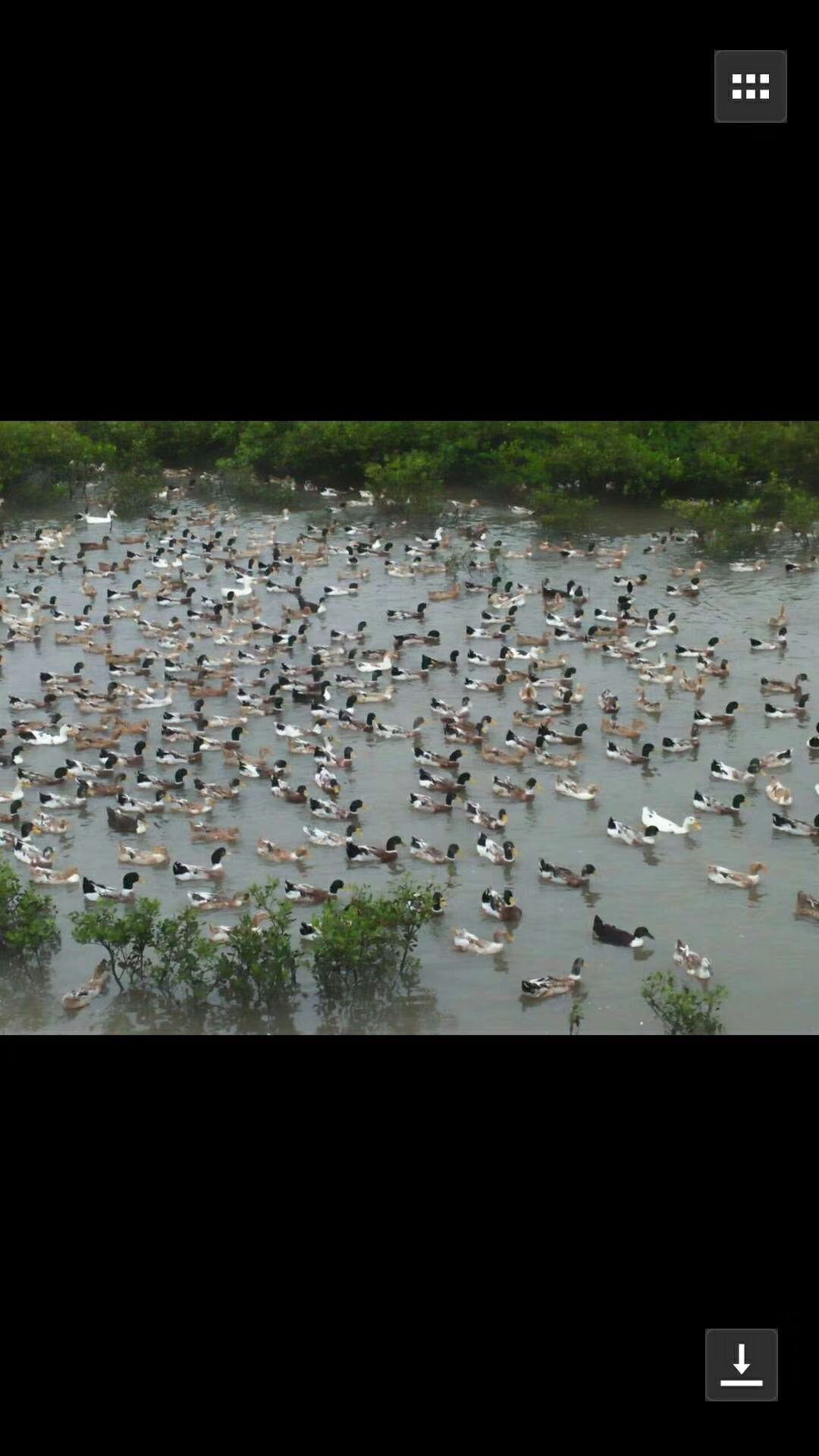 钦州红树林海鸭