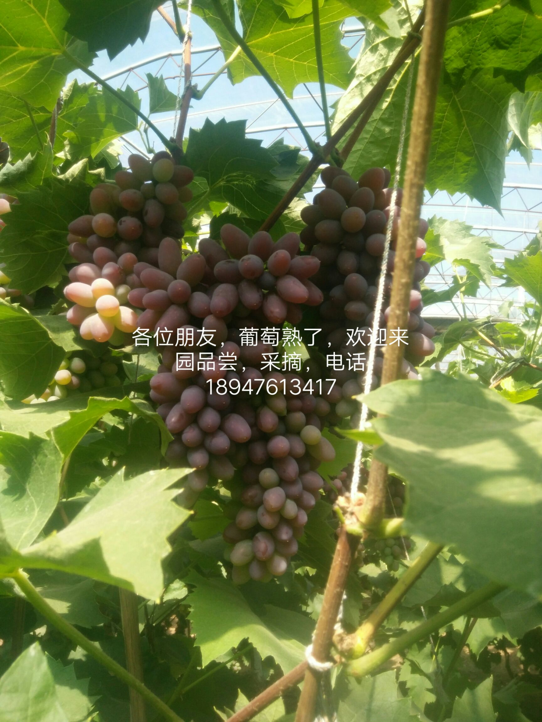 茉莉香葡萄粒大,皮薄,香醇浓郁,上农家肥,深井水浇,自然成