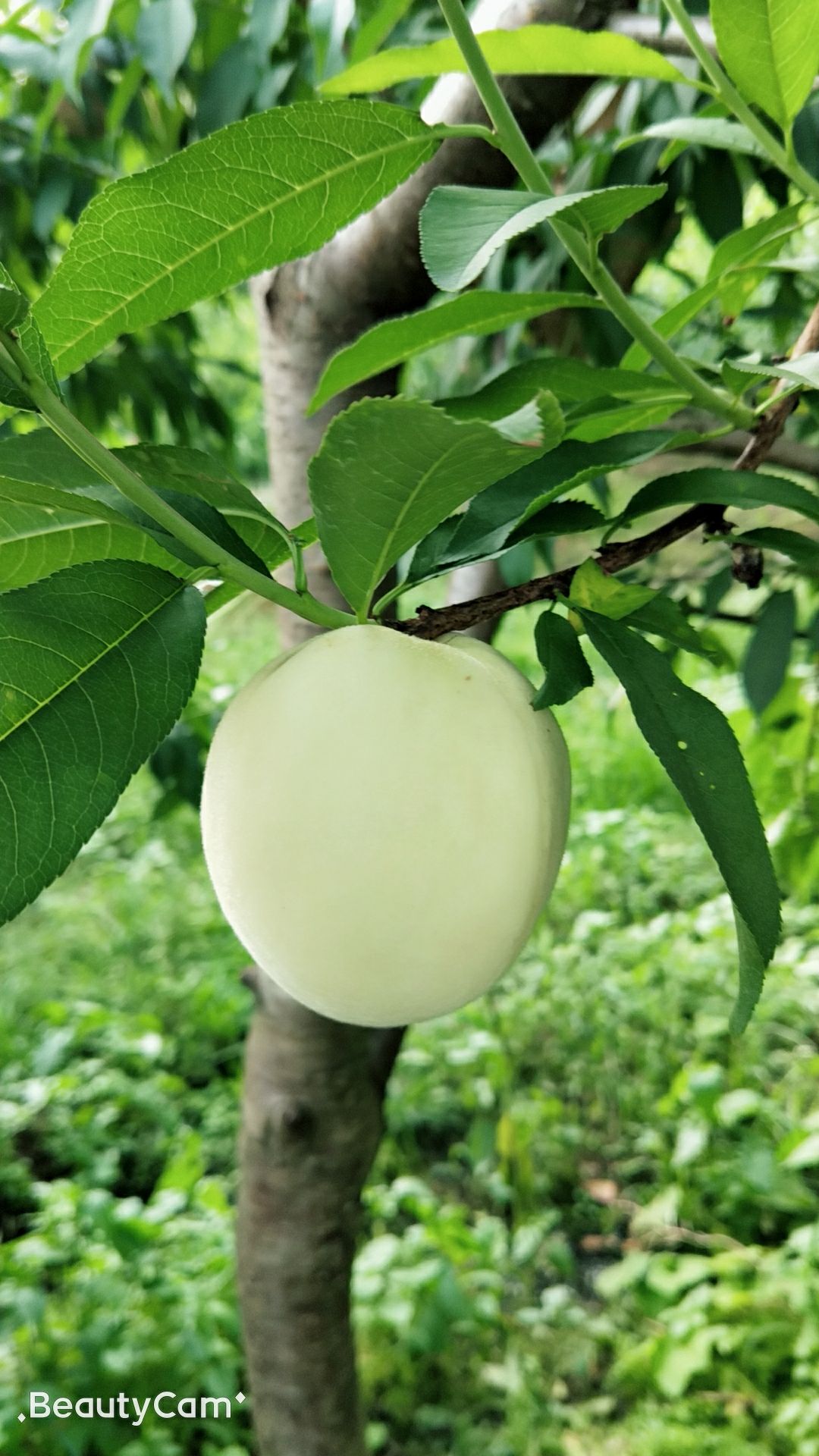 冈山白桃苗 早熟白桃苗,5月成熟,个头大,脆甜味