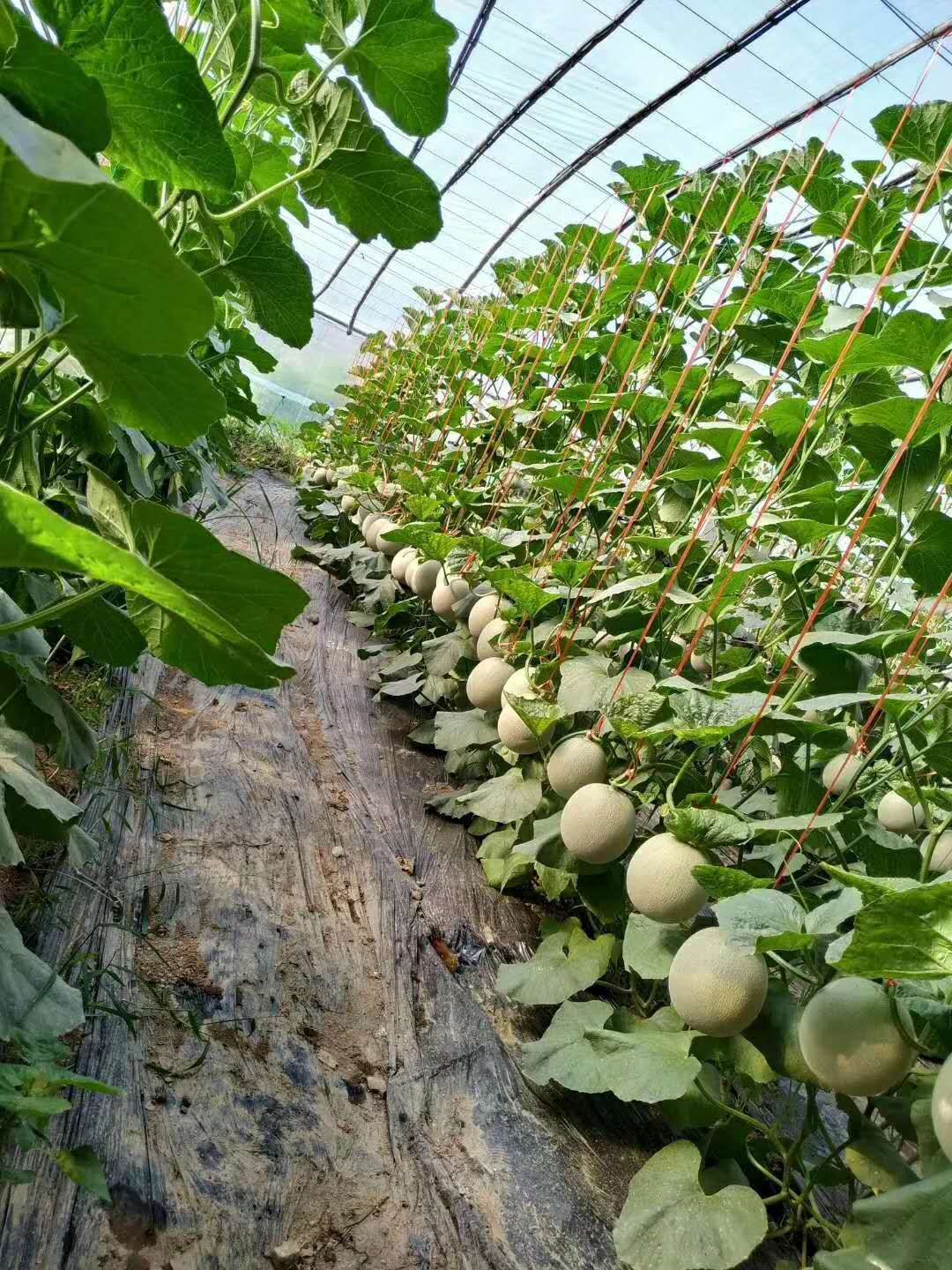 [网纹瓜批发]网纹瓜 海阳特产网纹价格36元/个 - 惠农