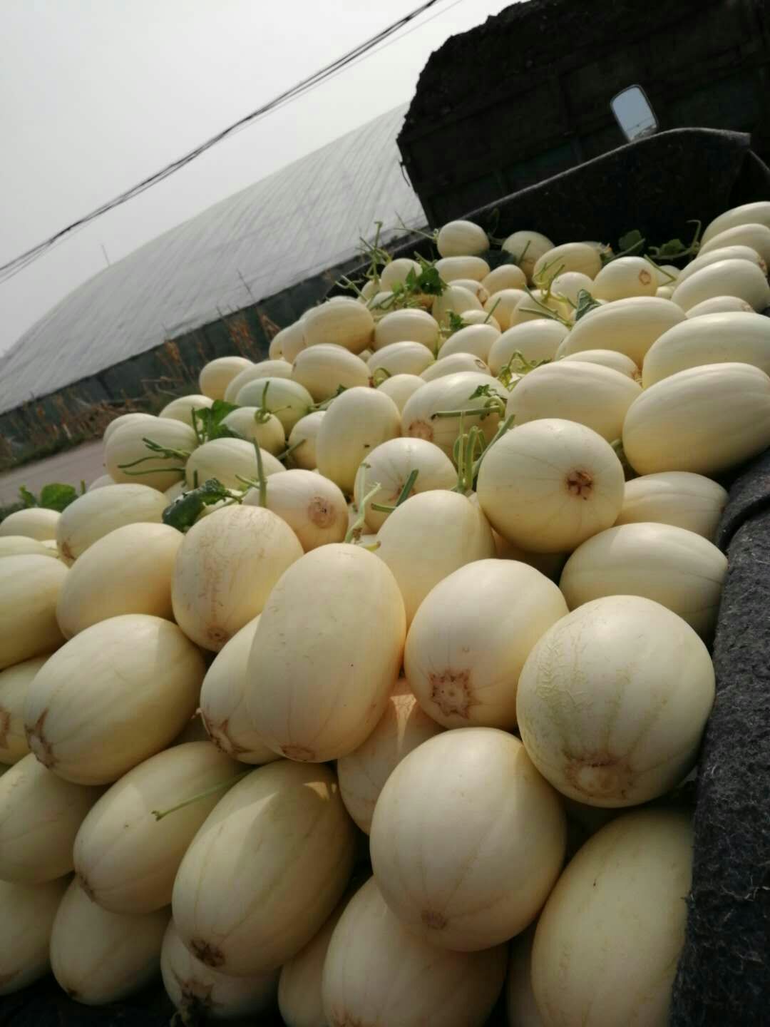 东方蜜1号 东方蜜一号,脆甜红肉