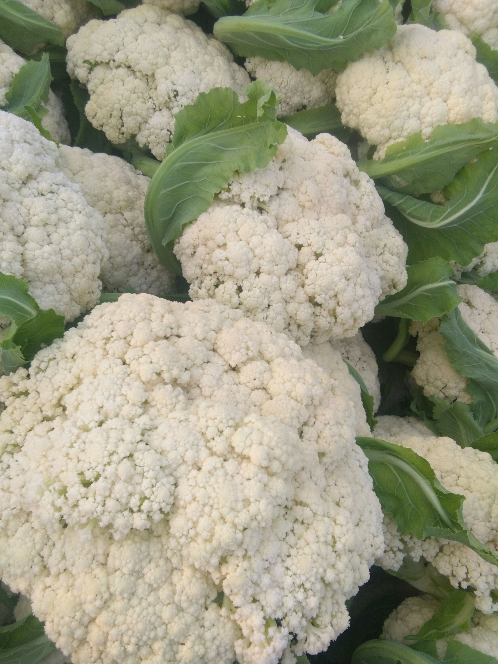 松花菜 百万亩菜花甘蓝基地今天青梗散花大量上市现场收购价1.