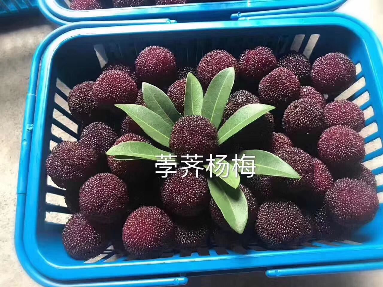 浙江台州仙居县 仙居杨梅