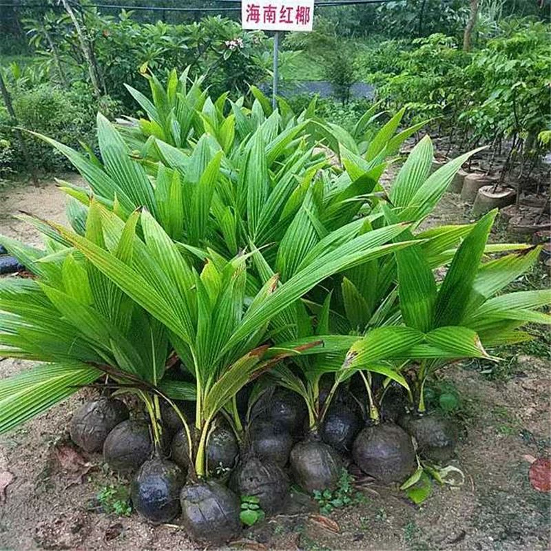 海南椰子苗椰子树苗风景椰子树水果椰子树可盆栽地栽南方果树