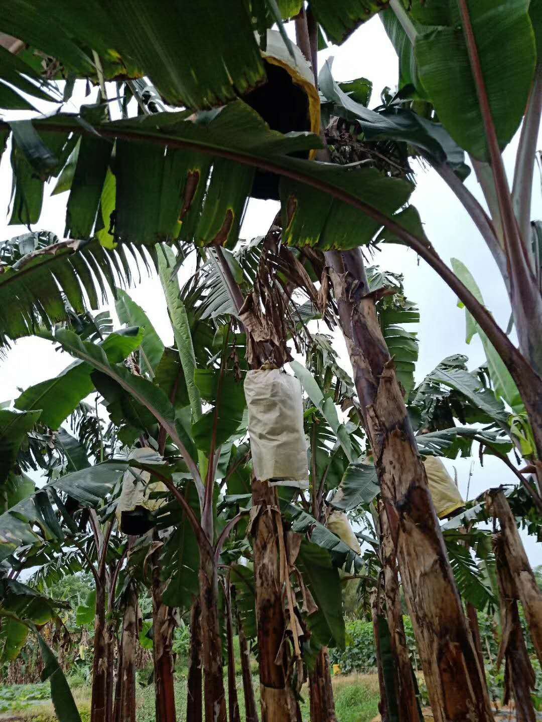 广西蕉 小米蕉,小是它的独特