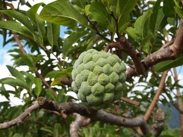 释迦果苗 台湾嫁接凤梨释迦番荔枝蜜佛头果佛陀果树苗木苗地栽盆栽