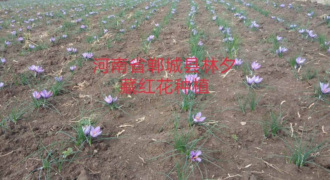 藏红花种球 河南省郸城县藏红花种植基地