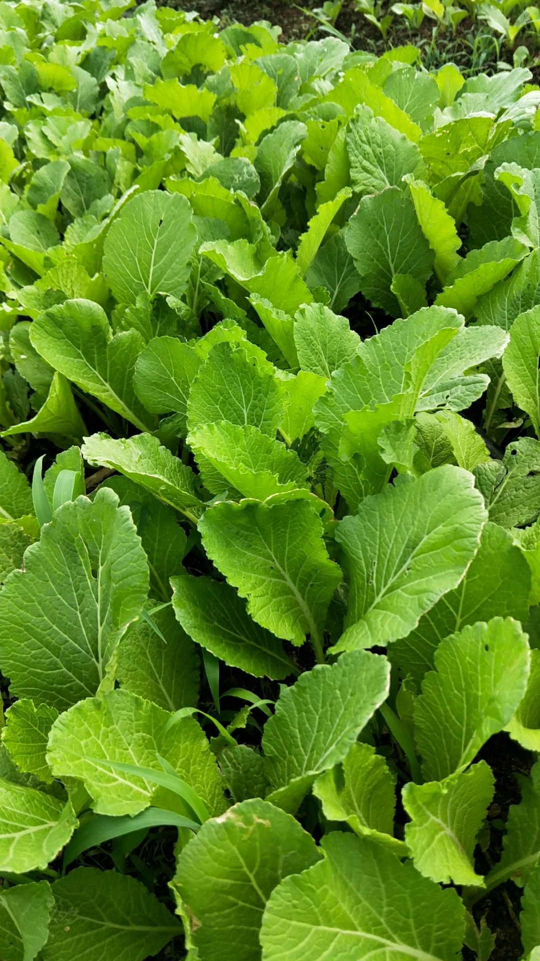 海南海口美兰区 空心菜,小芥菜,菜心