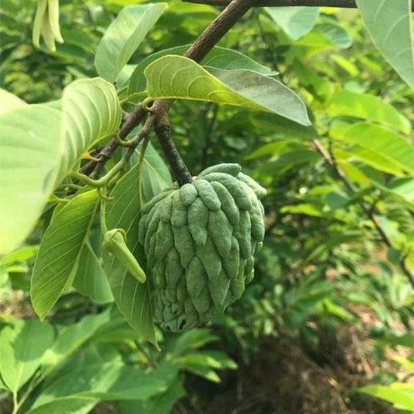 释迦果苗 释迦果树苗 台湾番荔枝苗 番鬼荔枝嫁接当年结果南方种植