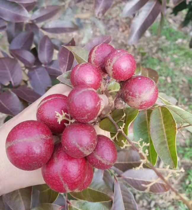 红壳龙眼苗红皮龙眼苗正品红龙眼嫁接苗庭后院都可栽培