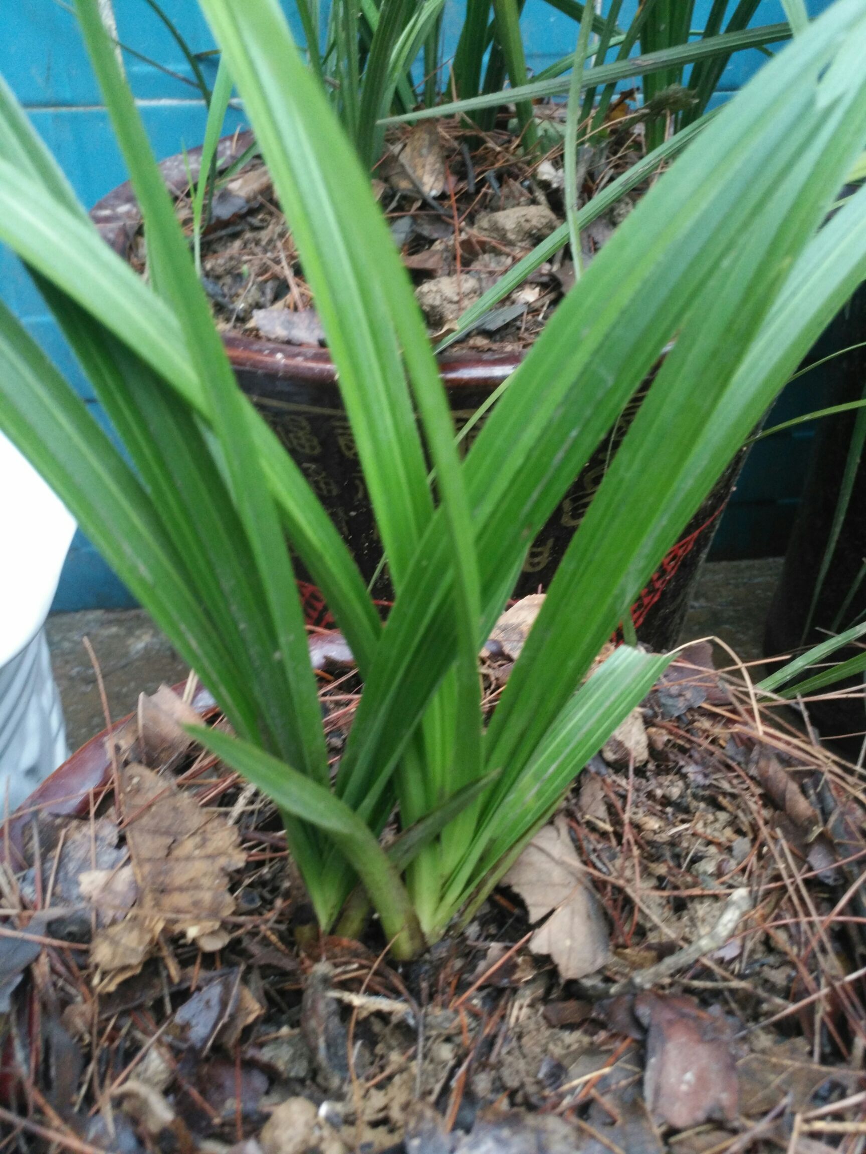 春剑兰花 各种名品蕙兰.