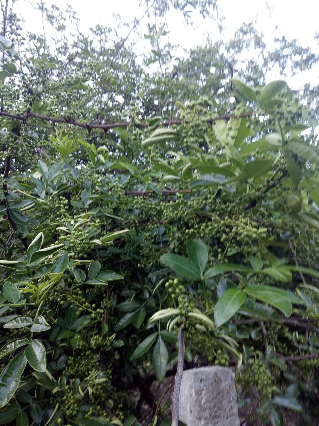 云南花椒乡九叶青麻椒,农民自己种植,天然阳光晾晒,农民自己