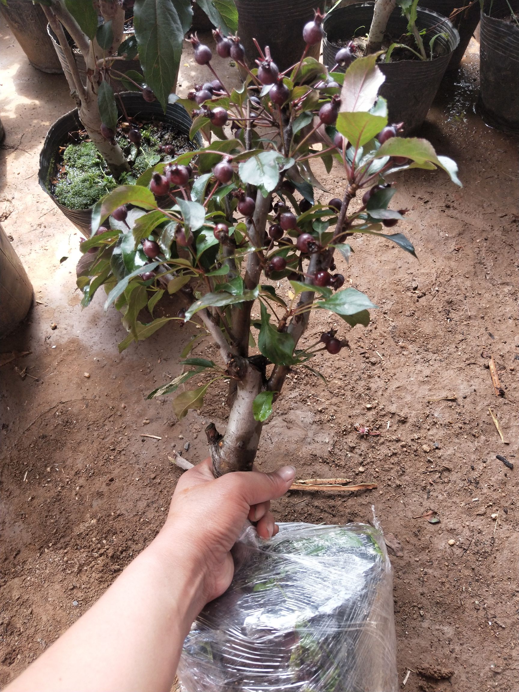 矮化红富士苹果苗 矮化苹果苗盆栽红富士红肉黑钻盆景树桩南北方种植