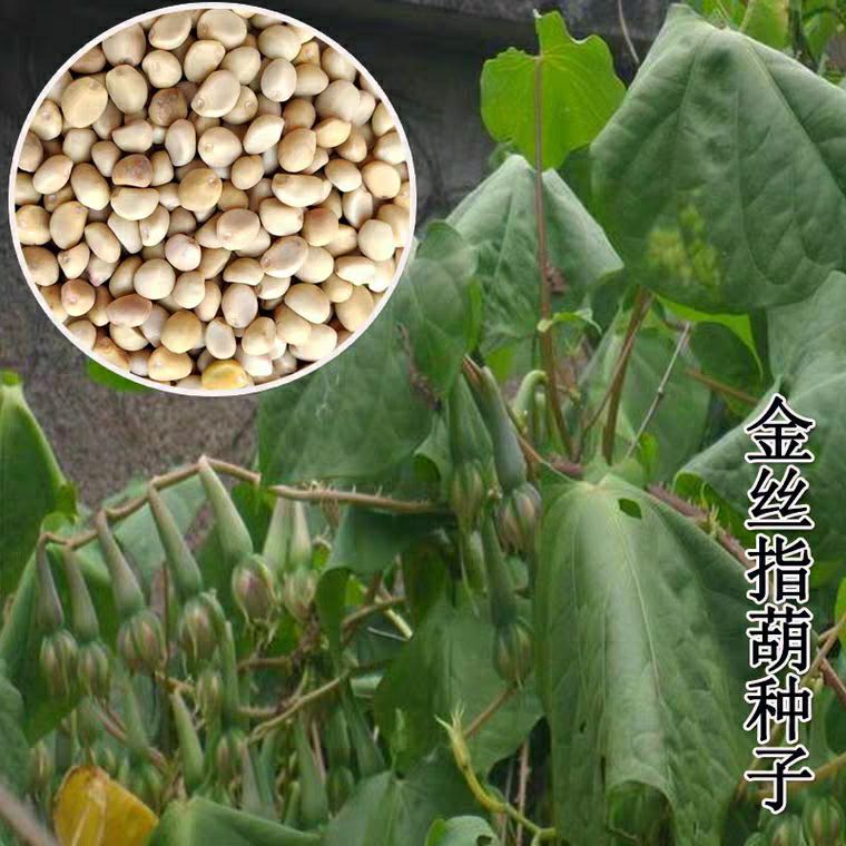 金丝指葫芦种子 金丝指葫种子药食同源 蔬菜种子20克40元