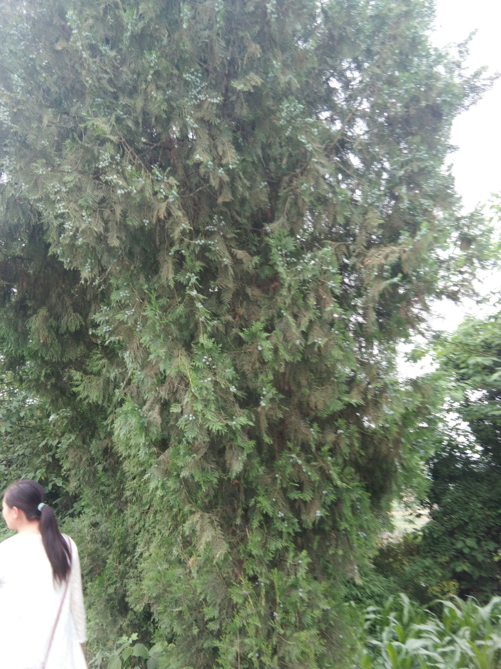 四川省达州市达川区柏树枝 新鲜柏树叶