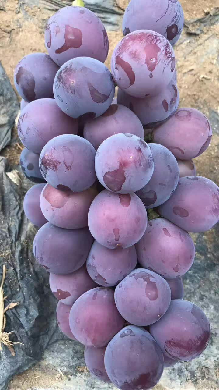 本地葡萄均是大棚温室6月上市持续到9月份结束.是发展该产品的主产区.