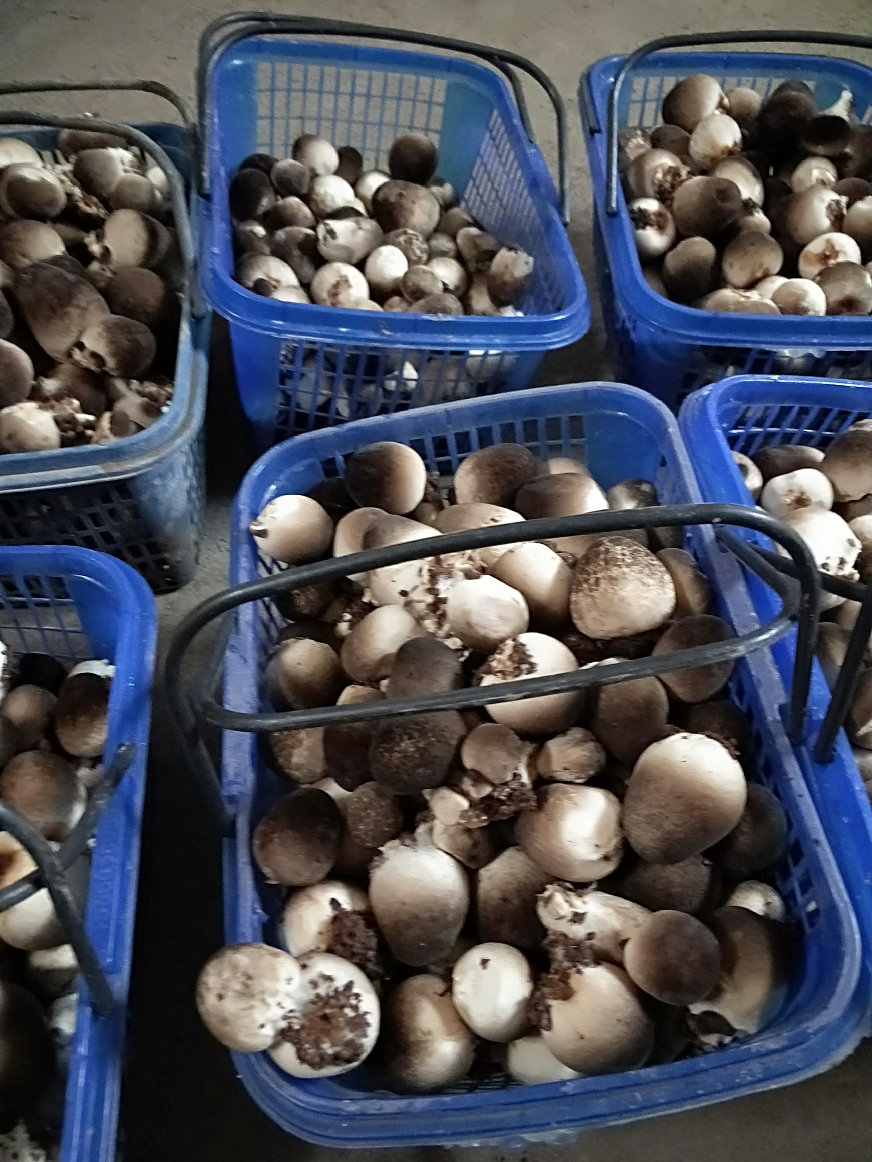 草菇 鲜货 混级统货 人工种植