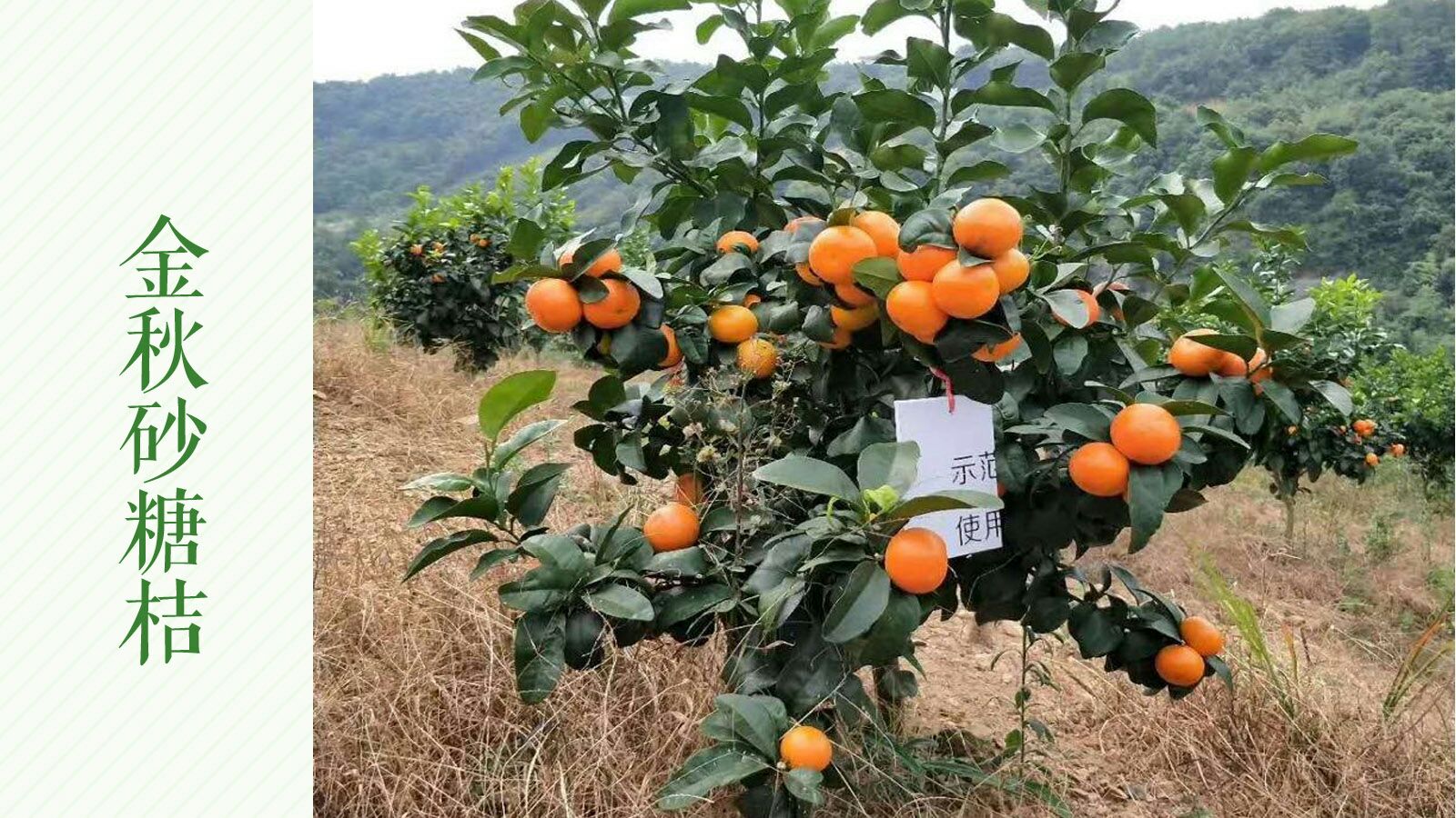 早熟沙糖桔苗 金秋砂糖桔苗 早熟柑橘苗 柑橘新品种 早熟丰产市场畅销