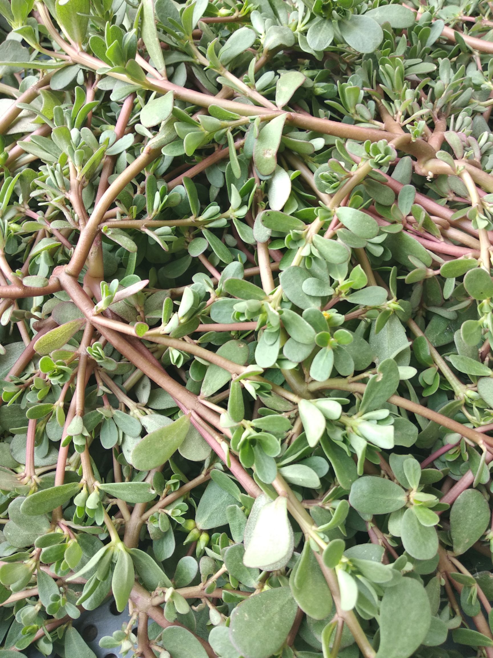 马齿苋*生马齿苋菜长寿菜