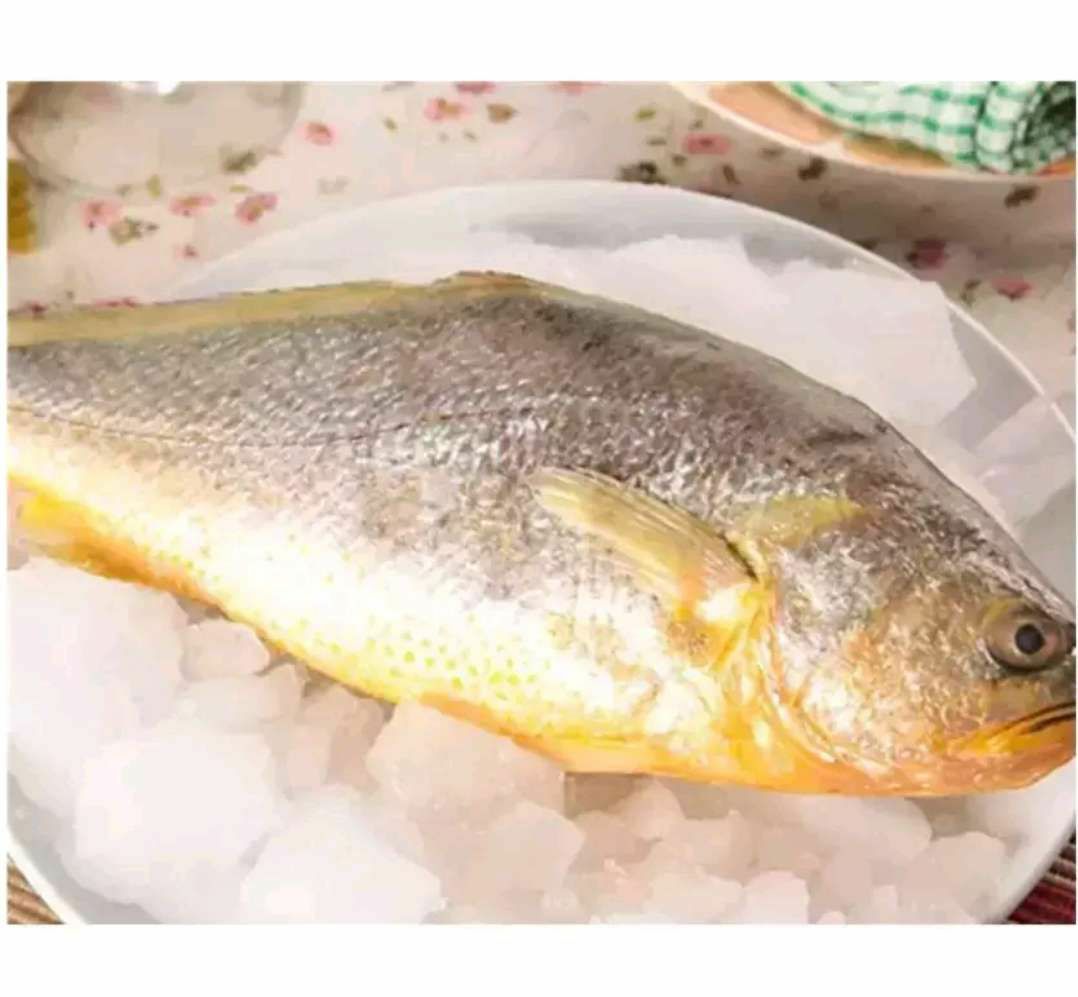 [大黄鱼批发] 大黄鱼一斤一条大小价格53元\/斤