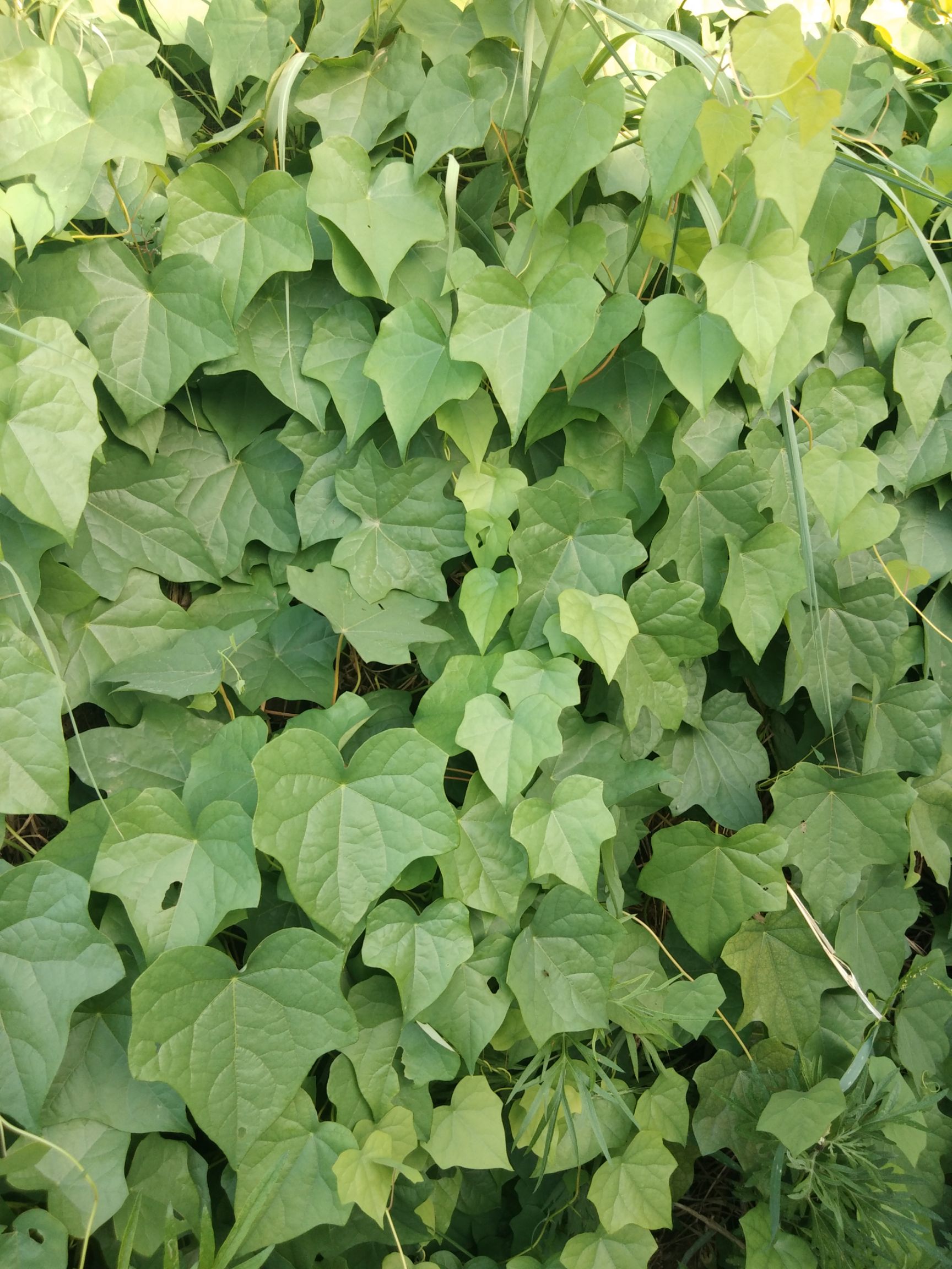 山豆根苗 生北豆根
