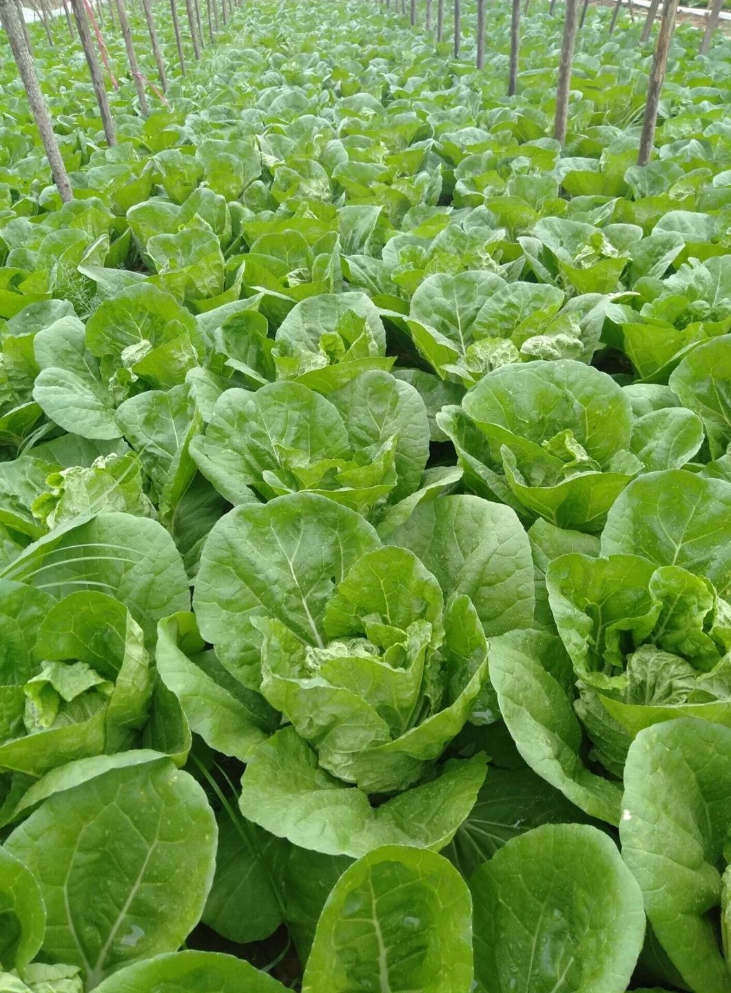 夏阳白菜 夏阳白