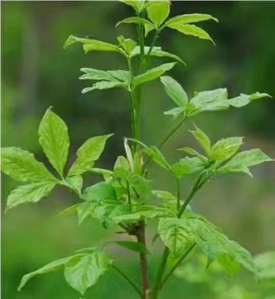 甜茶 长白山天然纯绿色刺五加茶叶 一盒20包 包邮