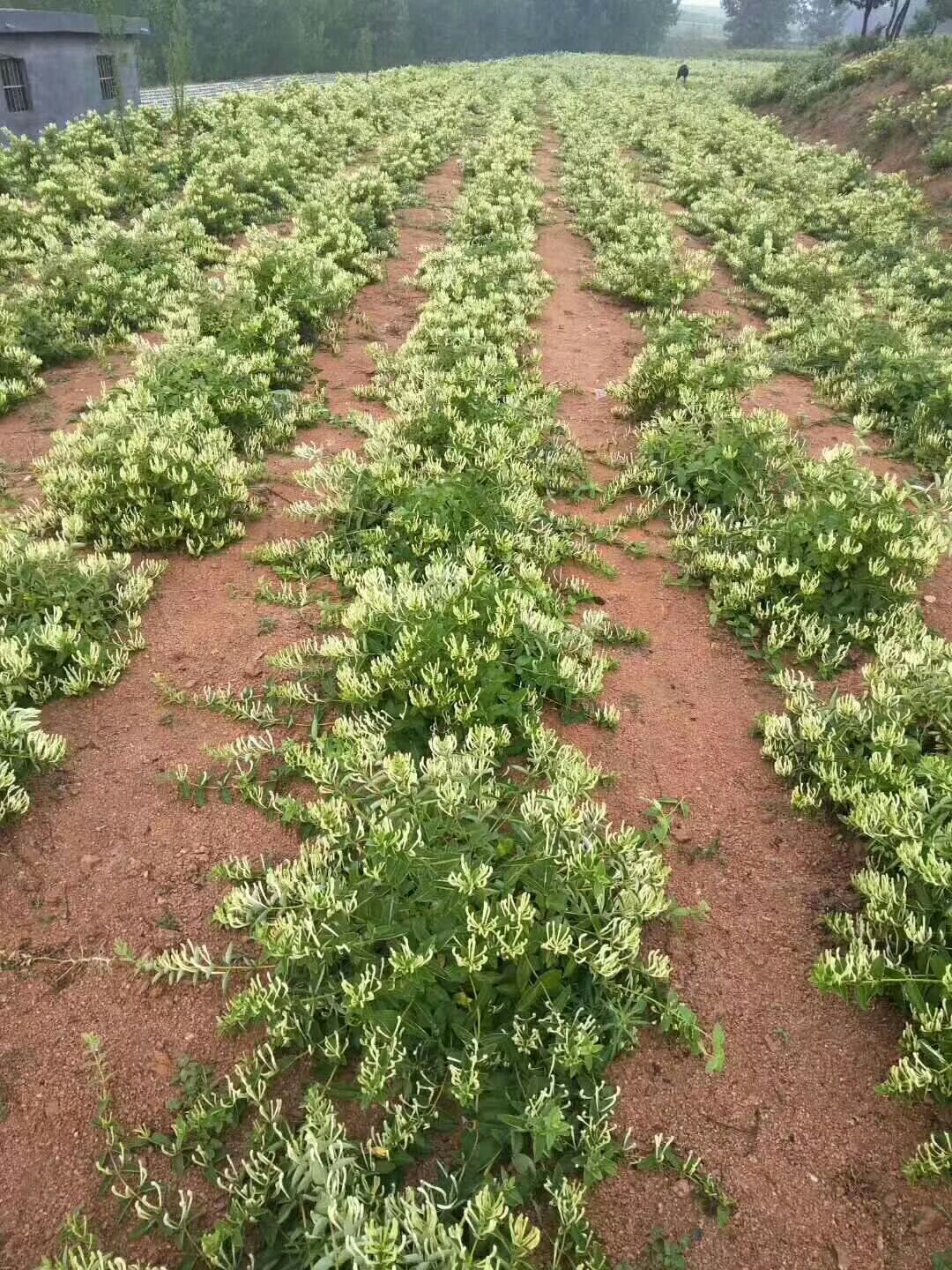 品种名:北花一号金银花苗 品种名:北花一号金银花苗 高度:30