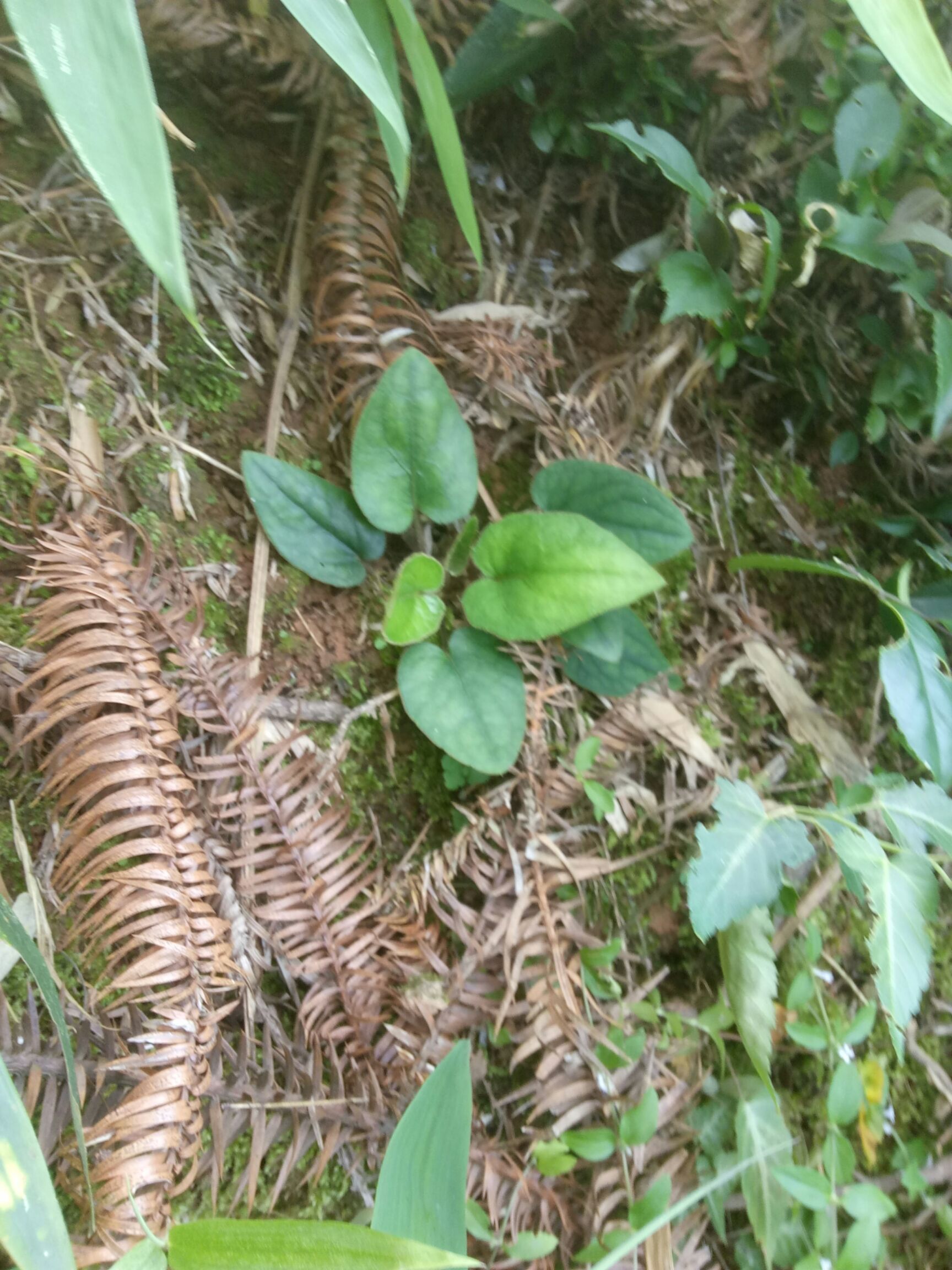 野生杏香兔耳风