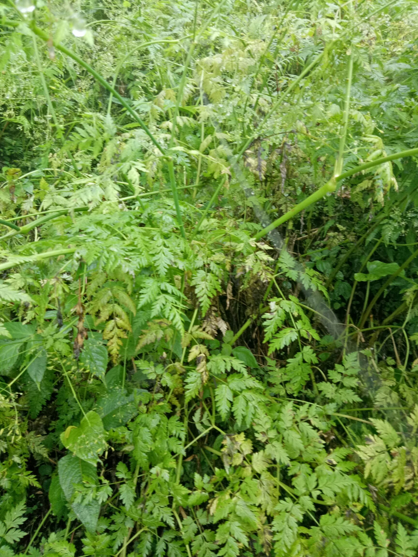 麻山药 中药材