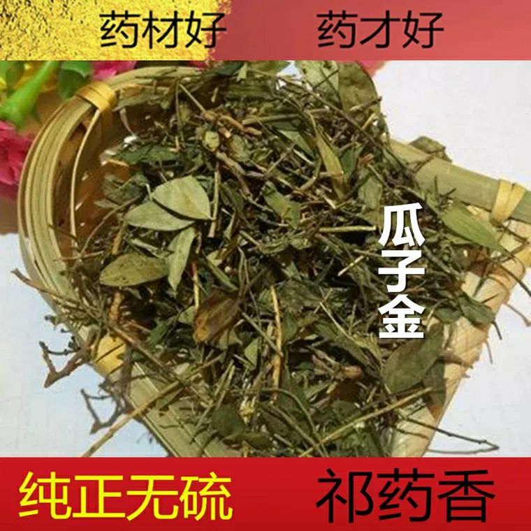 瓜子金草小远志银不换瓜子草辰沙中草药二月花包邮