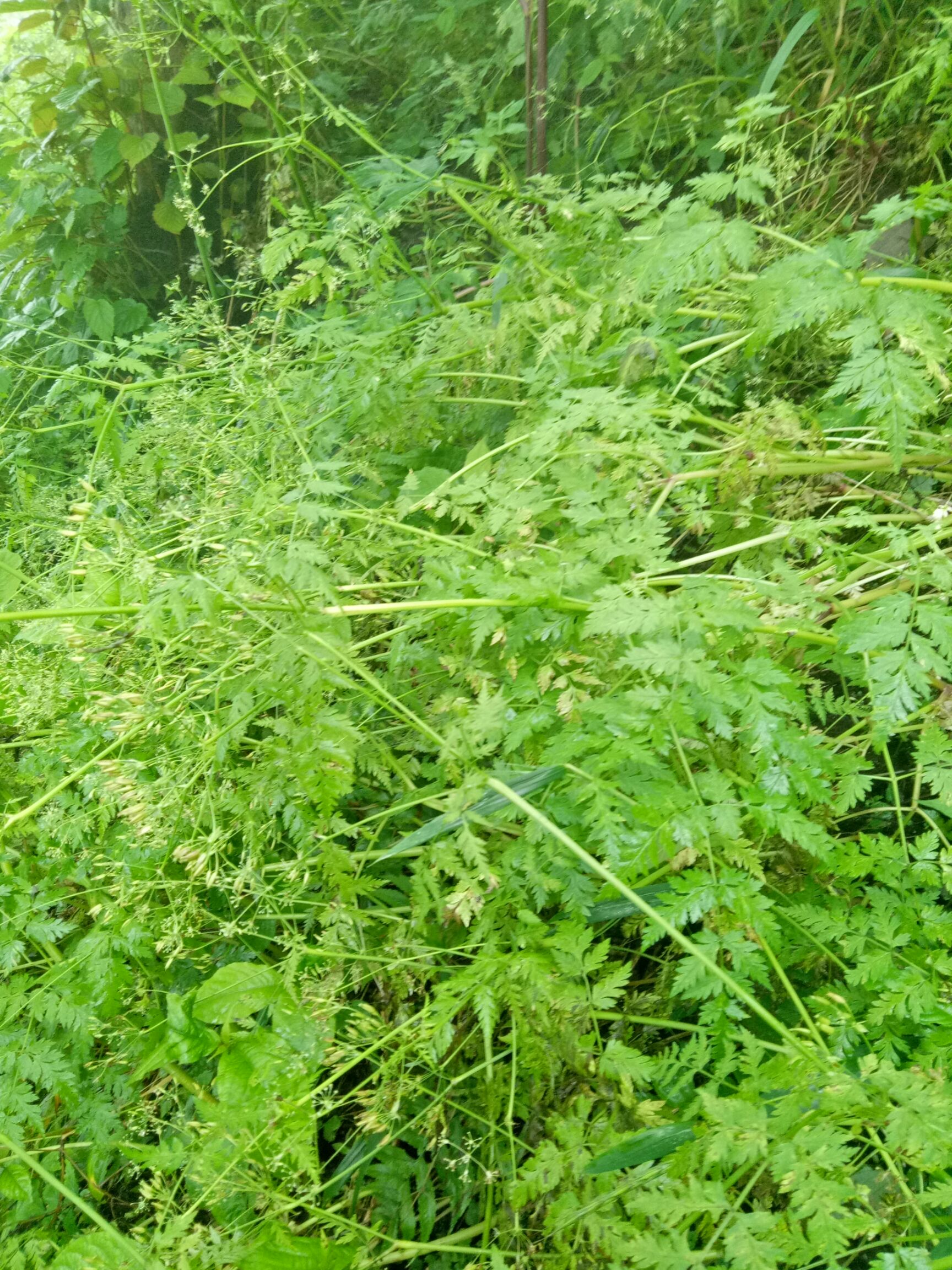 麻山药 中药材