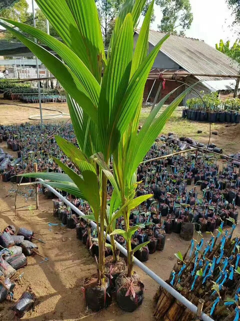 椰子树苗泰国青椰子树苗金椰子树苗海南椰子树苗