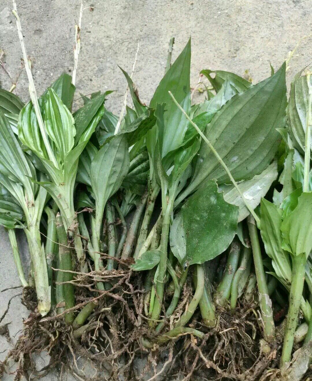 [见血清批发]见血清 见血青 野生见血青价格15元\/斤 5斤起批