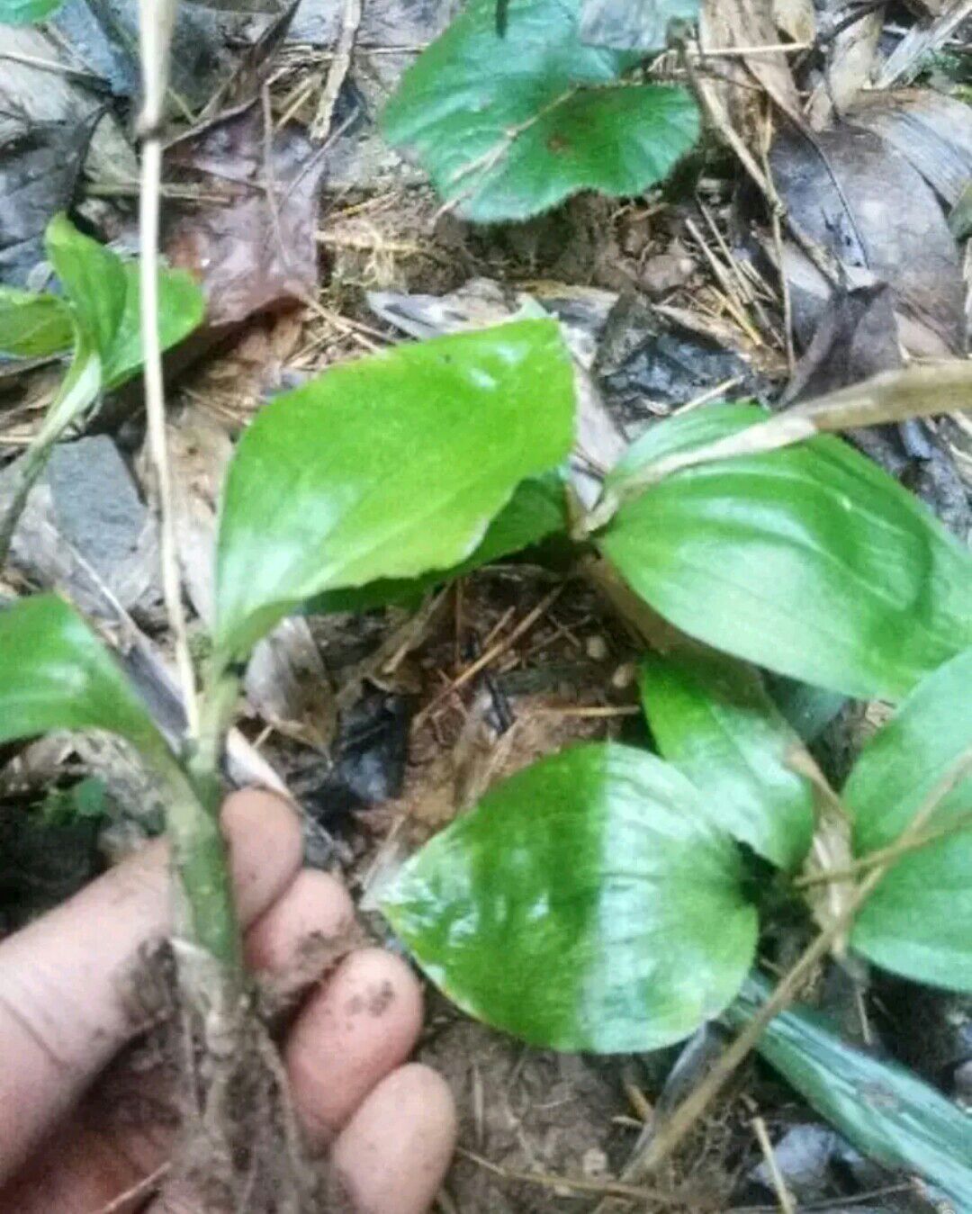 [见血清批发]见血清 见血青 野生见血青价格15元\/斤 5斤起批