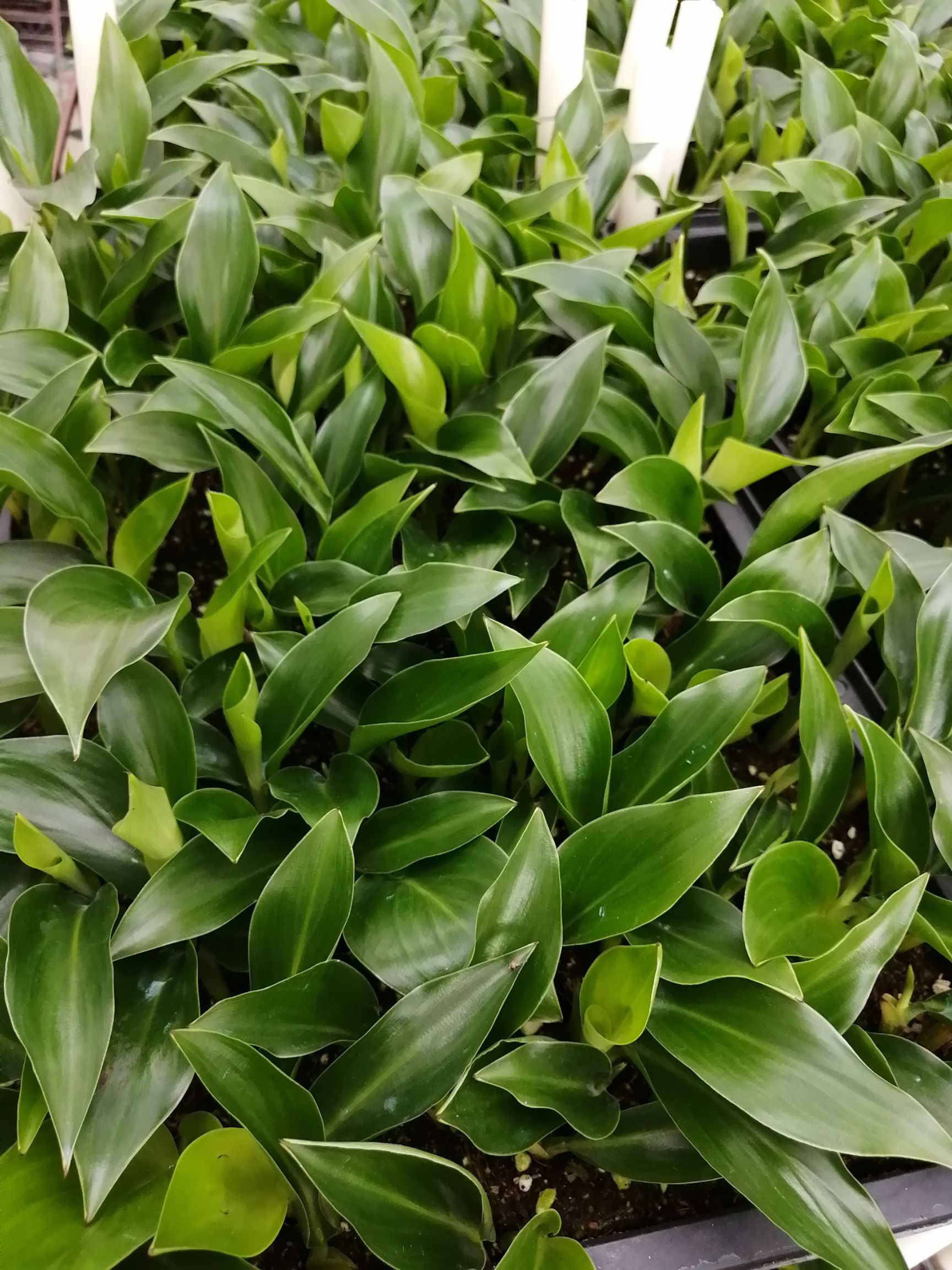 天堂鸟盆栽