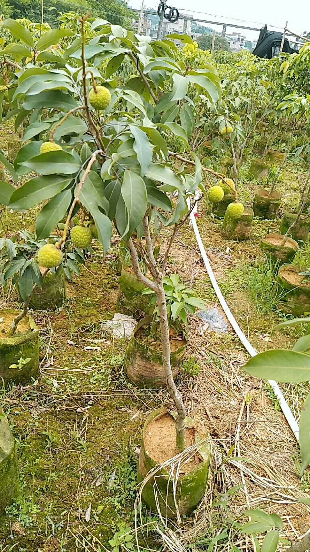 无核荔枝苗喜欢种植的老铁们联系我