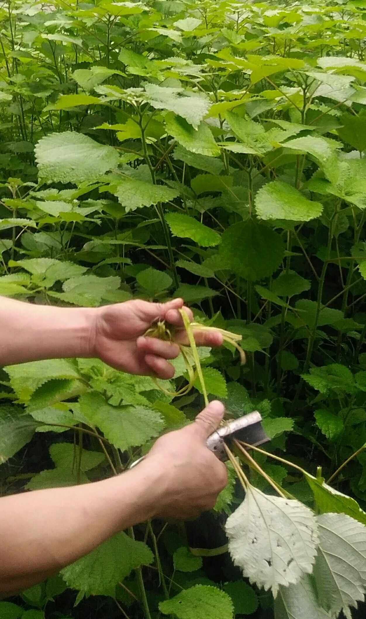 脱皮机 简易苎麻脱皮器