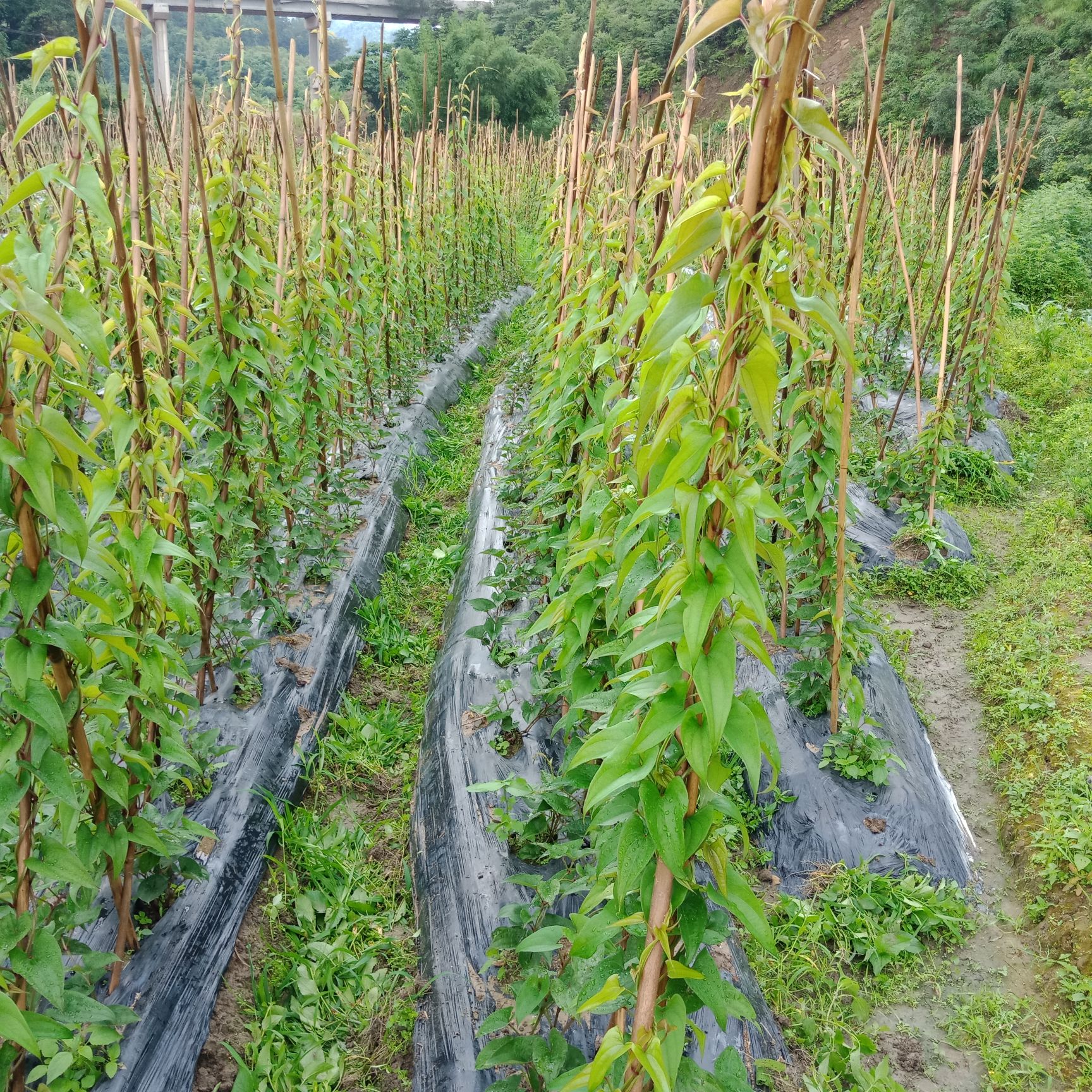 紫山药蔬菜好吃又土生长无公害